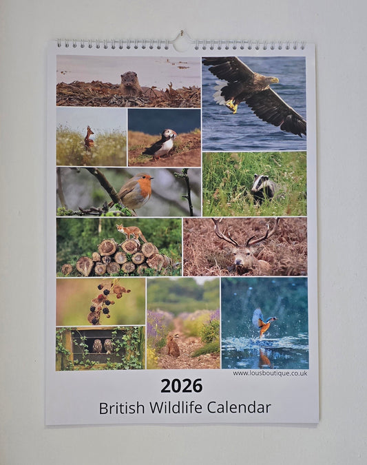 Luxury A3 British Wildlife 2026 wall calendar, my own original photography. Kingfisher, puffin, Robin, otter, Badger. Quality printed 250gsm paper.
