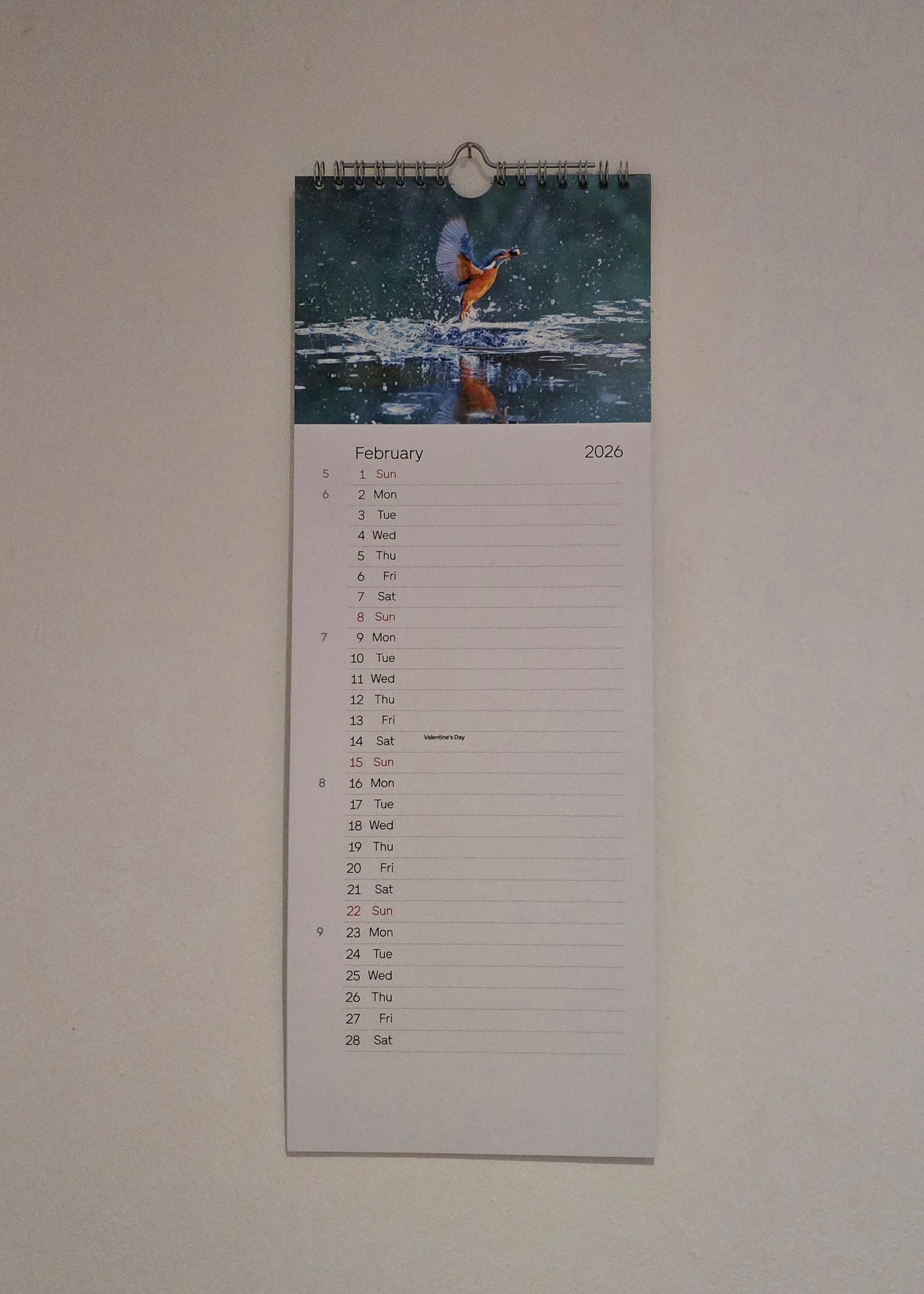 Luxury British Wildlife 2026 kitchen calendar, my own original photography. Kingfisher, puffin, Robin, otter, Badger. Quality printed 250gsm paper.