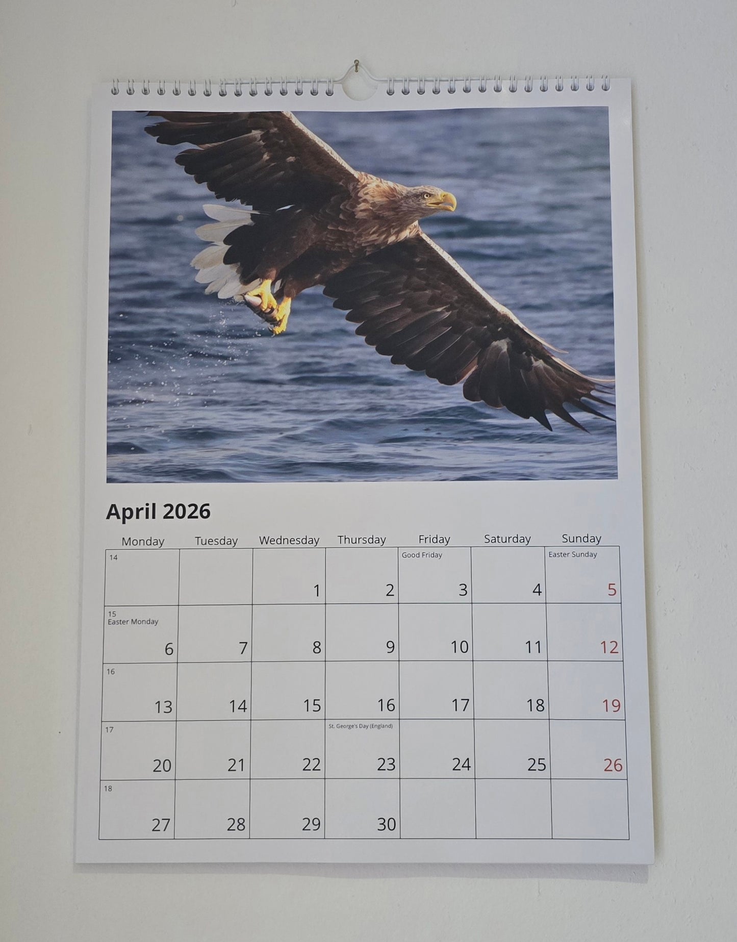 Luxury A3 British Wildlife 2026 wall calendar, my own original photography. Kingfisher, puffin, Robin, otter, Badger. Quality printed 250gsm paper.