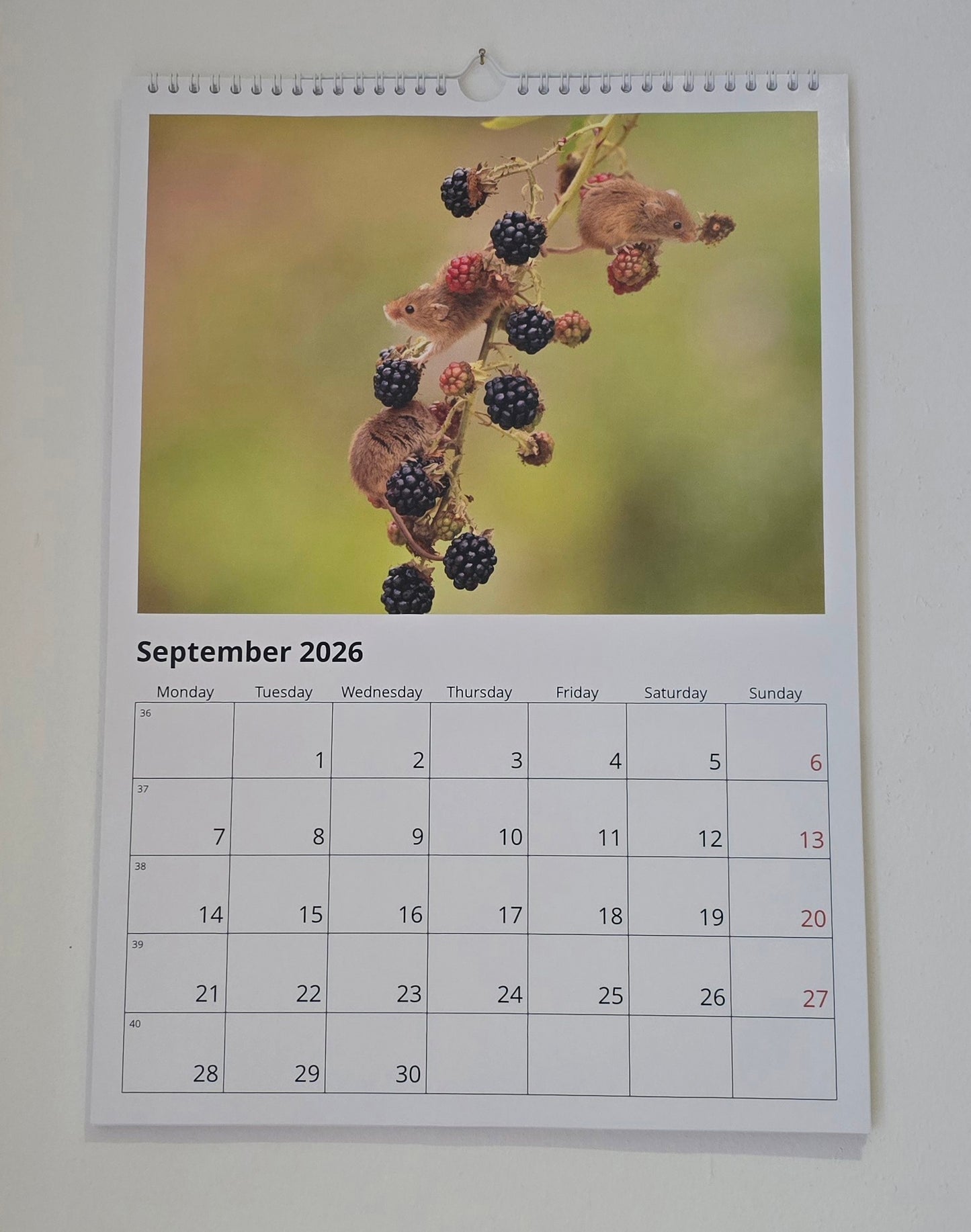 Luxury A3 British Wildlife 2026 wall calendar, my own original photography. Kingfisher, puffin, Robin, otter, Badger. Quality printed 250gsm paper.