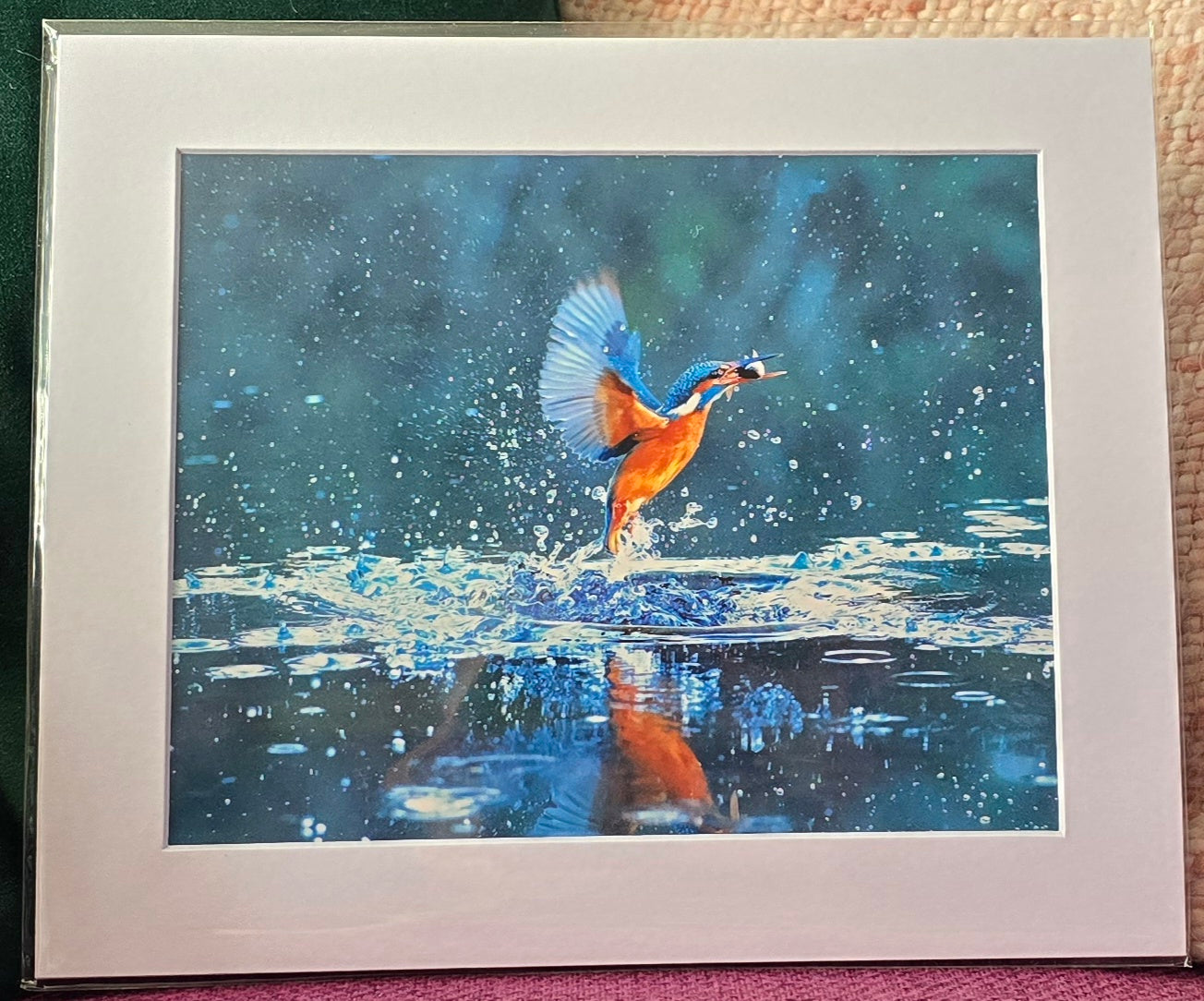 Luxury 10x8 flying kingfisher digital print, in a 12x10" mount. Choose either framed or mounted, my own original photography