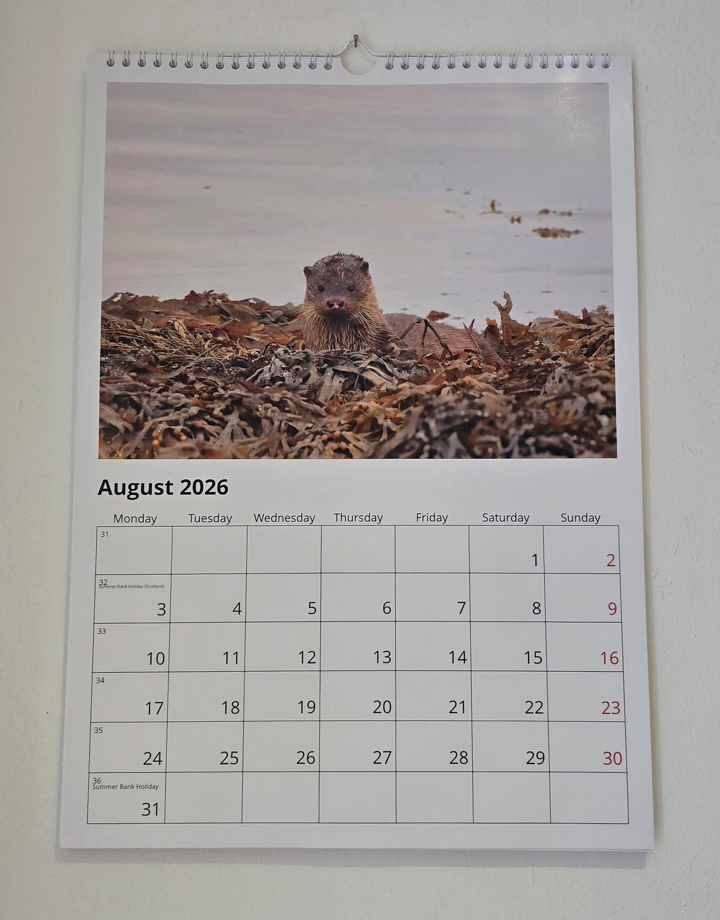 Luxury A3 British Wildlife 2026 wall calendar, my own original photography. Kingfisher, puffin, Robin, otter, Badger. Quality printed 250gsm paper.