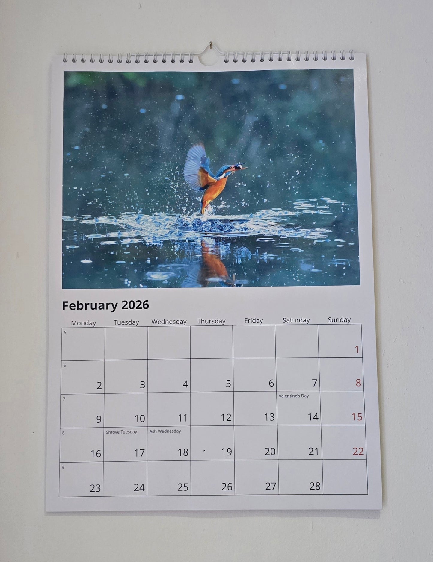 Luxury A3 British Wildlife 2026 wall calendar, my own original photography. Kingfisher, puffin, Robin, otter, Badger. Quality printed 250gsm paper.