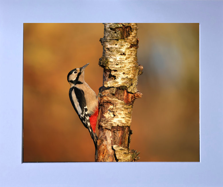 Luxury 10x8 Woodpecker print, in a 12x10" mount. Choose either framed or mounted, my own original photography